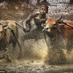 экстремальные гонки на быках в Индонезии